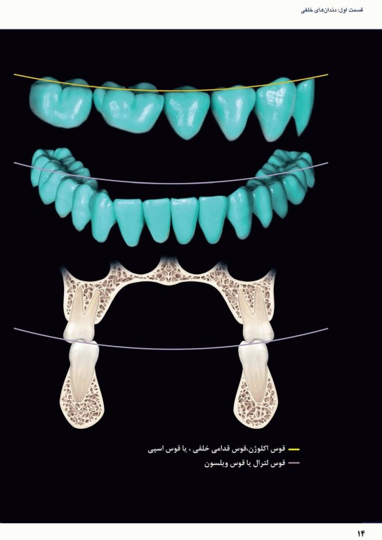 آناتومی و مورفولوژی دندان 2019