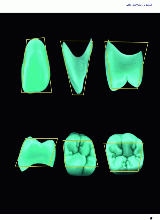 آناتومی و مورفولوژی دندان 2019
