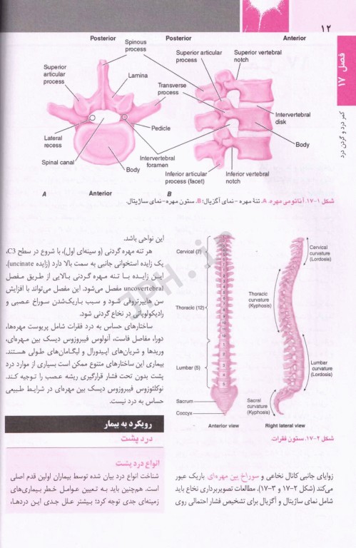 اصول طب داخلی هاریسون 2022 بیماری‌های روماتولوژی