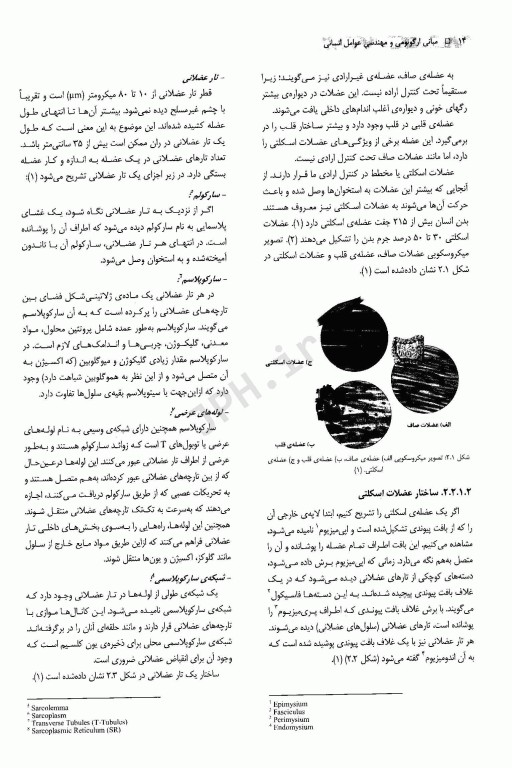 مبانی ارگونومی و مهندسی عوامل انسانی