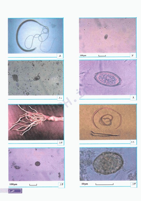 خودآموز انگل‌شناسی پزشکی ترجمه دکتر عمید اطهری