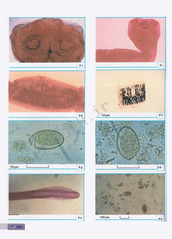 خودآموز انگل‌شناسی پزشکی ترجمه دکتر عمید اطهری