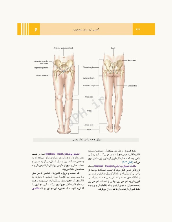 آناتومی گری برای دانشجویان 2024 جلد2 اندام ترجمه پروفسور علیرضا زالی