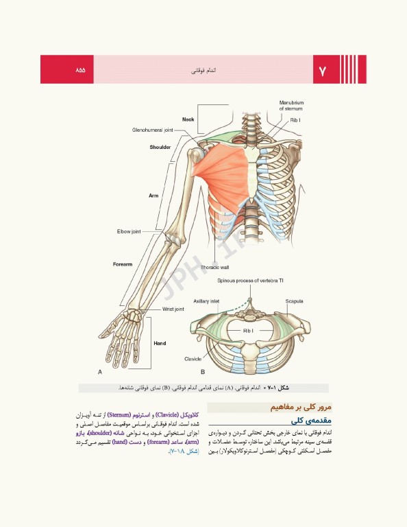 آناتومی گری برای دانشجویان 2024 جلد2 اندام ترجمه پروفسور علیرضا زالی
