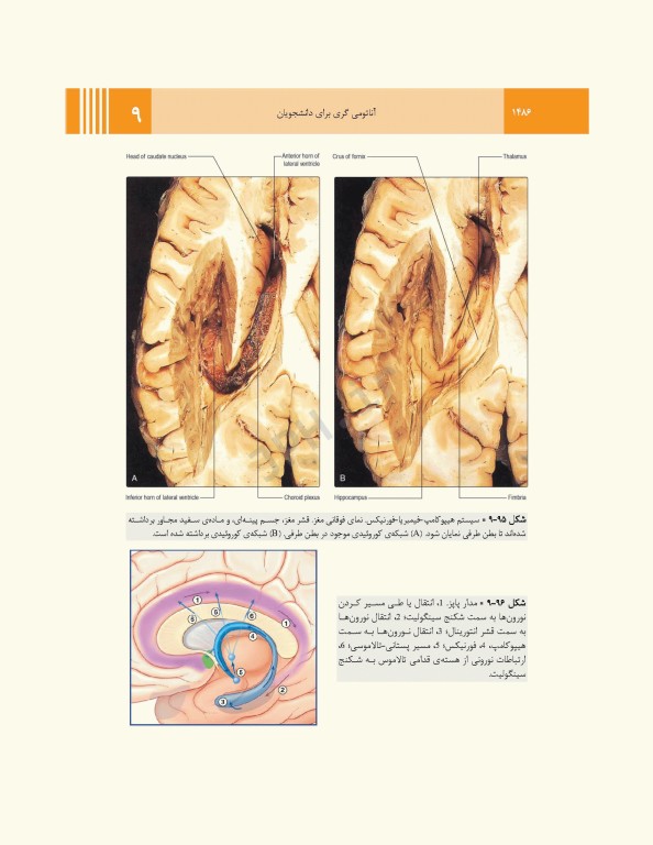 آناتومی گری برای دانشجویان 2024 جلد4 نوروآناتومی ترجمه پروفسور علیرضا زالی