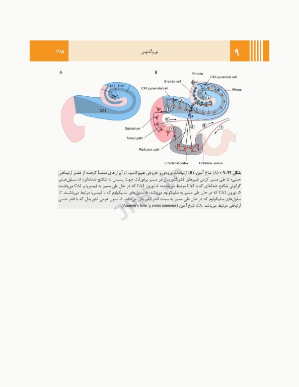 آناتومی گری برای دانشجویان 2024 جلد4 نوروآناتومی ترجمه پروفسور علیرضا زالی