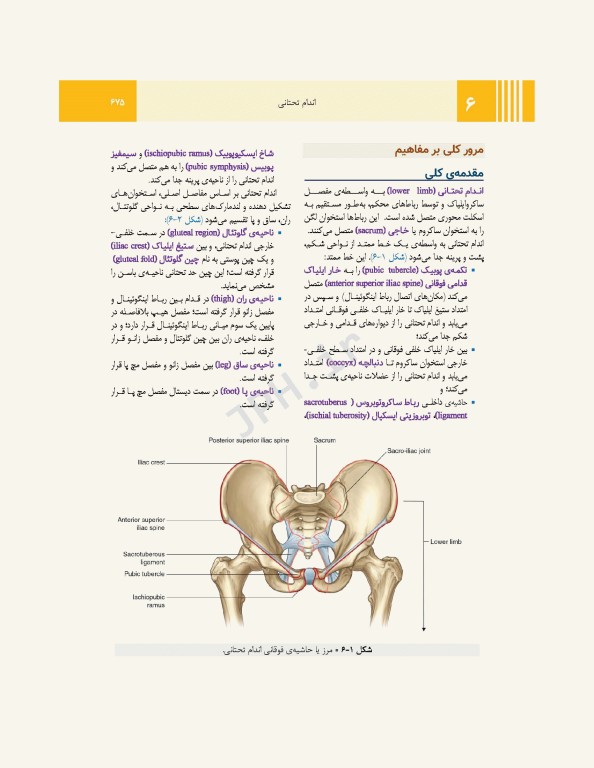 آناتومی گری برای دانشجویان 2024 جلد2 اندام ترجمه پروفسور علیرضا زالی