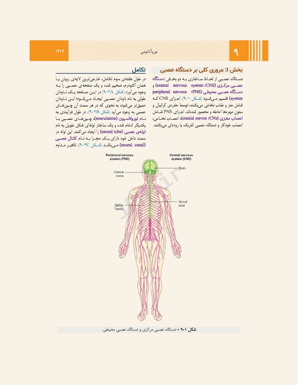 آناتومی گری برای دانشجویان 2024 جلد4 نوروآناتومی ترجمه پروفسور علیرضا زالی