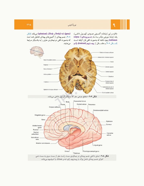 آناتومی گری برای دانشجویان 2024 جلد4 نوروآناتومی ترجمه پروفسور علیرضا زالی