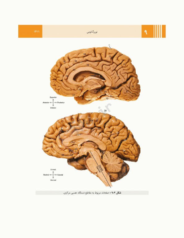 آناتومی گری برای دانشجویان 2024 جلد4 نوروآناتومی ترجمه پروفسور علیرضا زالی
