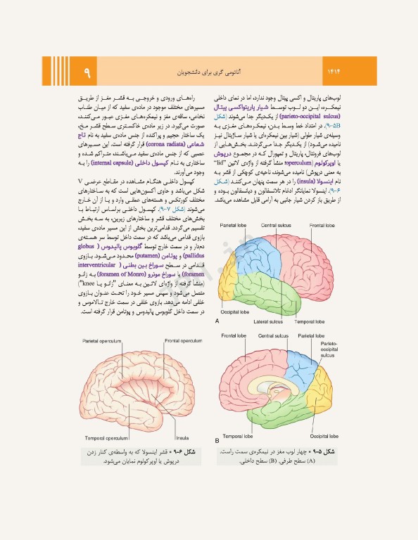 آناتومی گری برای دانشجویان 2024 جلد4 نوروآناتومی ترجمه پروفسور علیرضا زالی