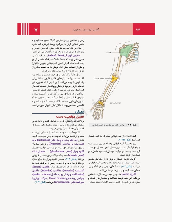 آناتومی گری برای دانشجویان 2024 جلد2 اندام ترجمه پروفسور علیرضا زالی