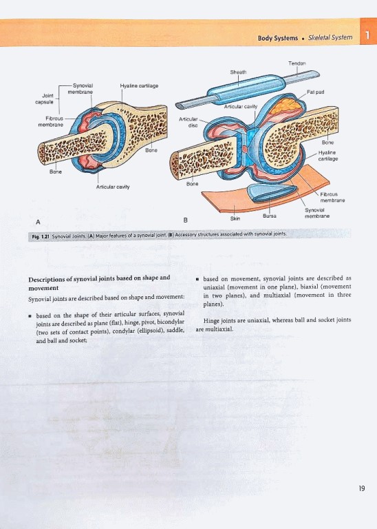 آناتومی گری برای دانشجویان 2024 وزیری جلد هارد | Gray's Anatomy for Students 5th Edition