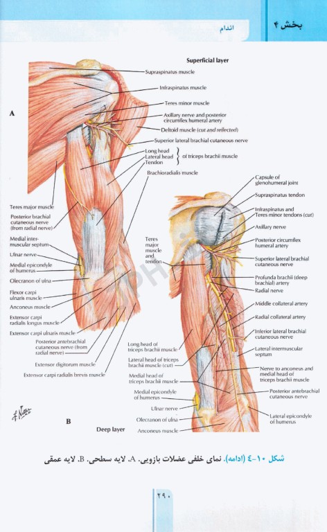 RRS مرور سریع آناتومی اندام