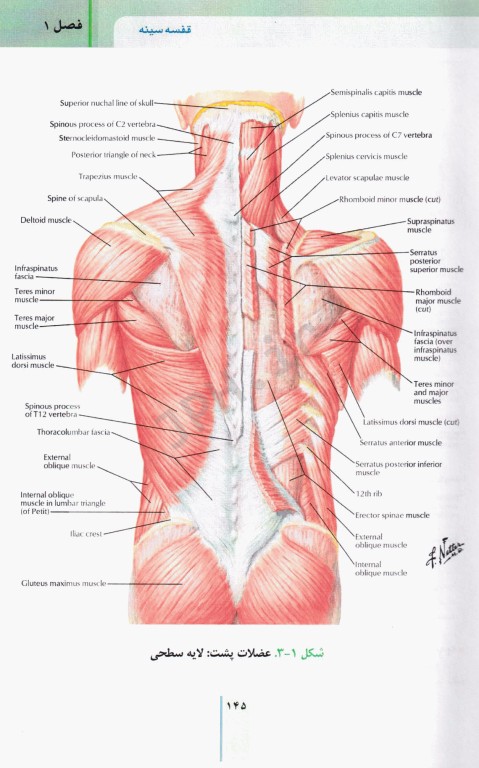 RRS مرورسریع آناتومی تنه