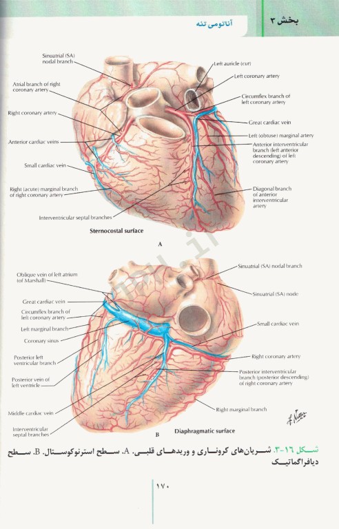 RRS مرورسریع آناتومی تنه