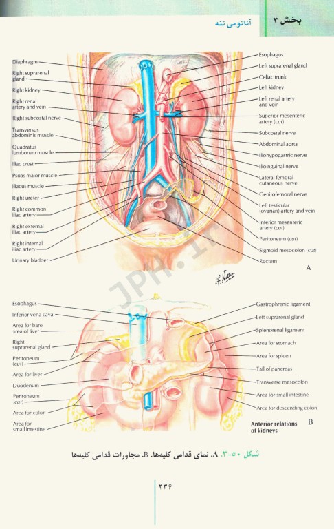 RRS مرورسریع آناتومی تنه