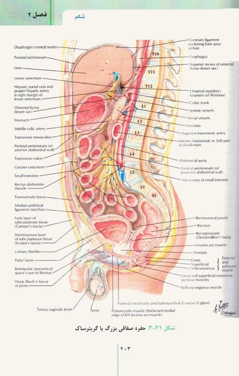 RRS مرورسریع آناتومی تنه