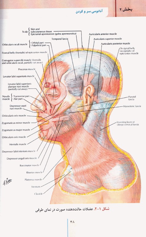 RRS مرور سریع استخوان‌شناسی آناتومی سر و گردن