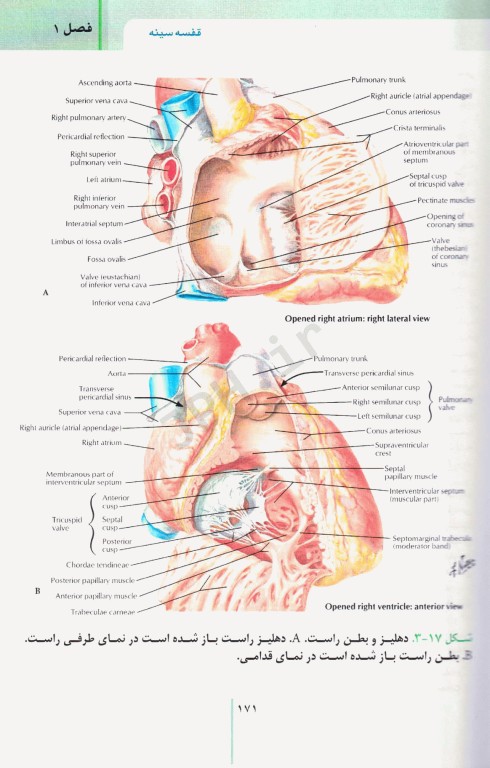 RRS مرورسریع آناتومی تنه