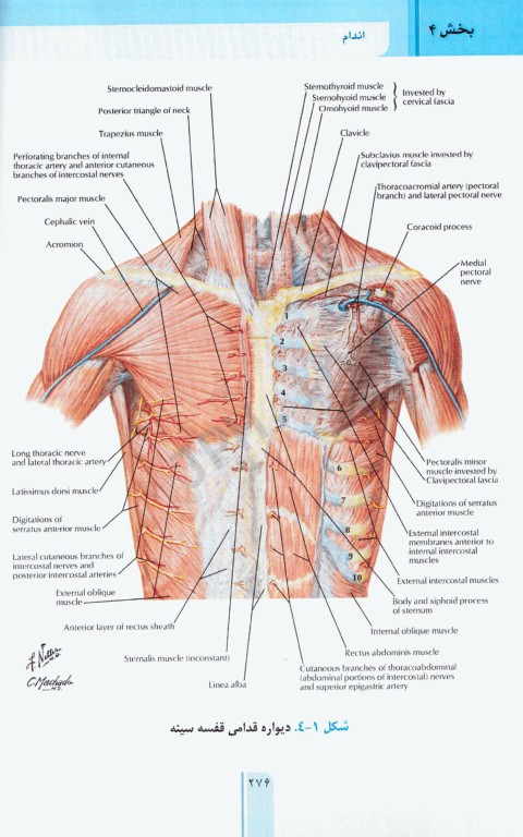 RRS مرور سریع آناتومی اندام