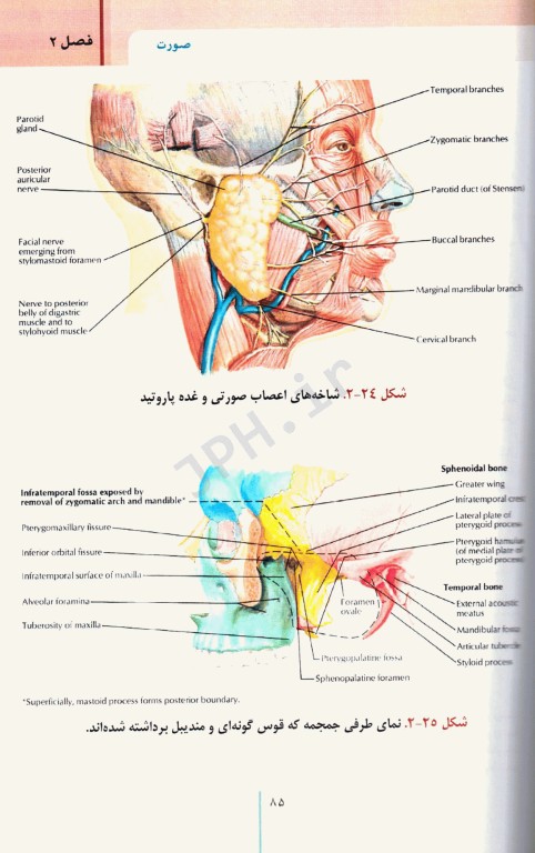 RRS مرور سریع استخوان‌شناسی آناتومی سر و گردن