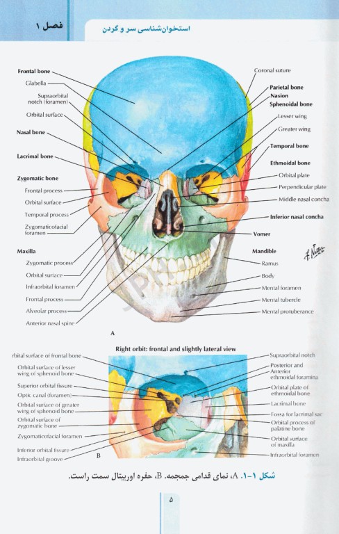 RRS مرور سریع استخوان‌شناسی آناتومی سر و گردن