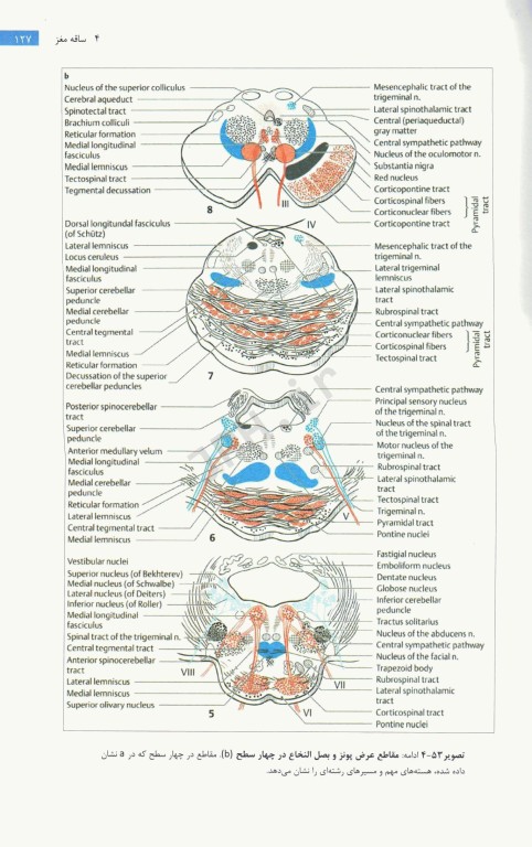 تشخیص آناتومیک در نورولوژی آناتومی، فیزیولوژی، علائم، نشانه‌ها 2019 پیتر دوس