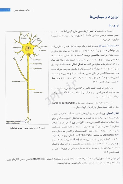 تشخیص آناتومیک در نورولوژی آناتومی، فیزیولوژی، علائم، نشانه‌ها 2019 پیتر دوس