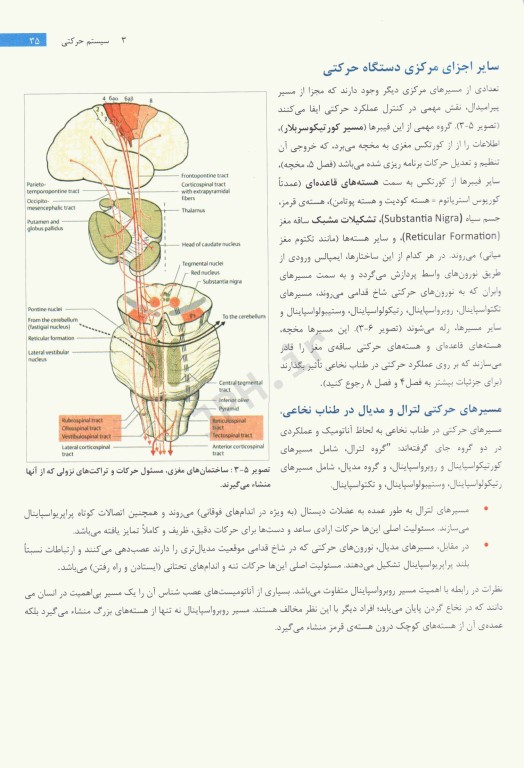 تشخیص آناتومیک در نورولوژی آناتومی، فیزیولوژی، علائم، نشانه‌ها 2019 پیتر دوس