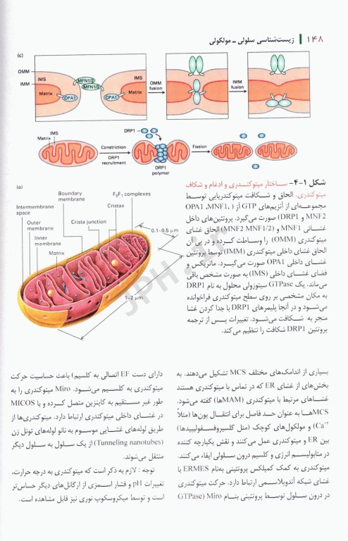بیولوژی سلولی و مولکولی دکتر جواد محمدنژاد