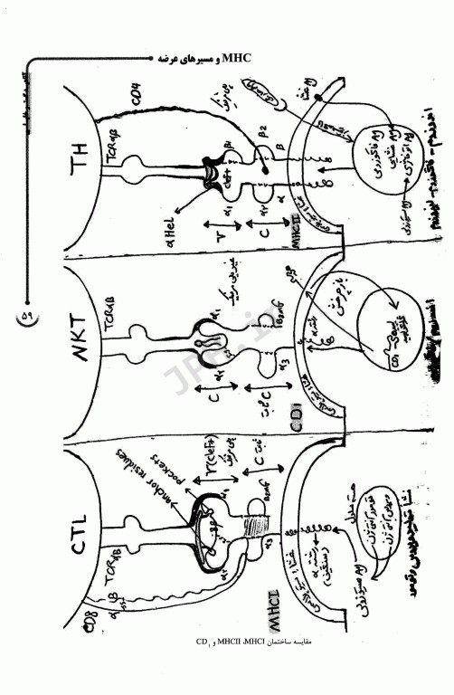 AGK الگوریتم ایمنی شناسی