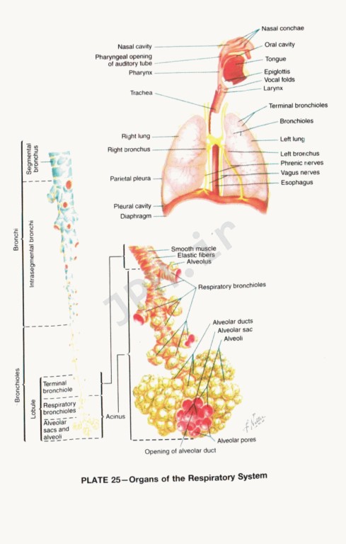 فرهنگ پزشکی دورلند انگلیسی - فارسی جیبی