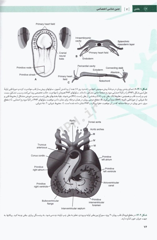 درسنامه جامع آزمون محور مامایی گلبان جنین‌شناسی