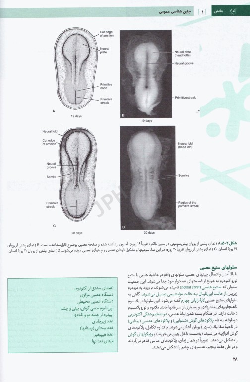 درسنامه جامع آزمون محور مامایی گلبان جنین‌شناسی