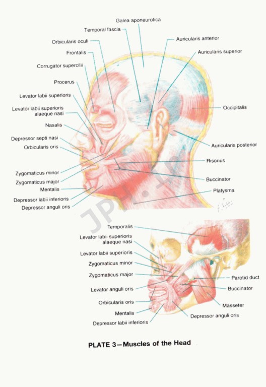 فرهنگ پزشکی دورلند انگلیسی - فارسی جیبی