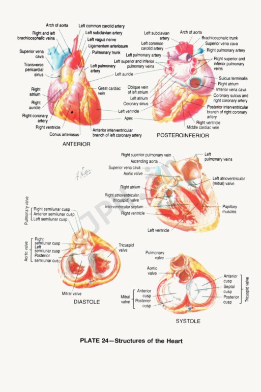 فرهنگ پزشکی دورلند انگلیسی - فارسی جیبی