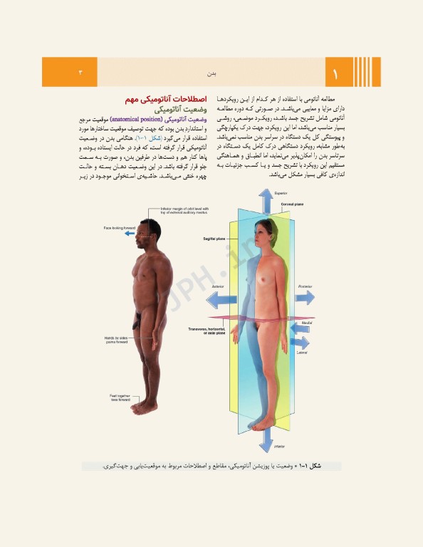 آناتومی گری برای دانشجویان 2024 جلد1 تنه ترجمه پروفسور علیرضا زالی