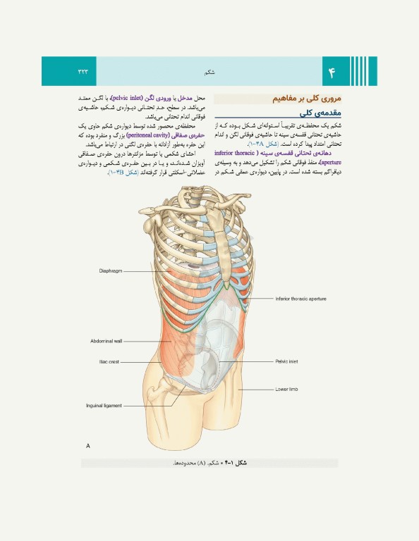 آناتومی گری برای دانشجویان 2024 جلد1 تنه ترجمه پروفسور علیرضا زالی