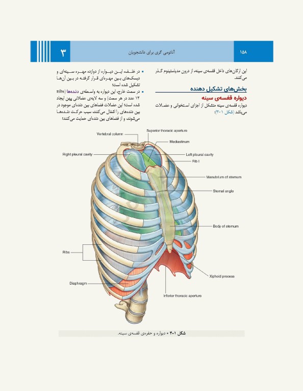 آناتومی گری برای دانشجویان 2024 جلد1 تنه ترجمه پروفسور علیرضا زالی