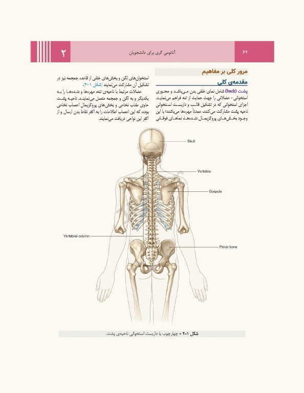 آناتومی گری برای دانشجویان 2024 جلد1 تنه ترجمه پروفسور علیرضا زالی