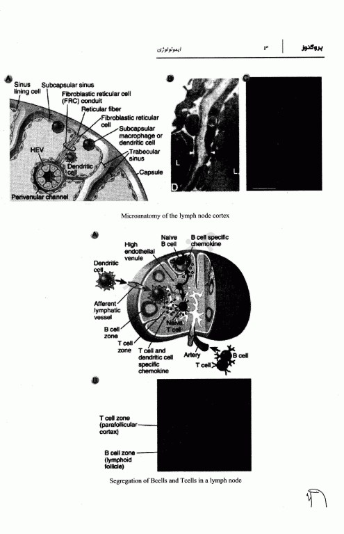 درسنامه پروگنوز علوم پایه پزشکی ایمونولوژی 1404