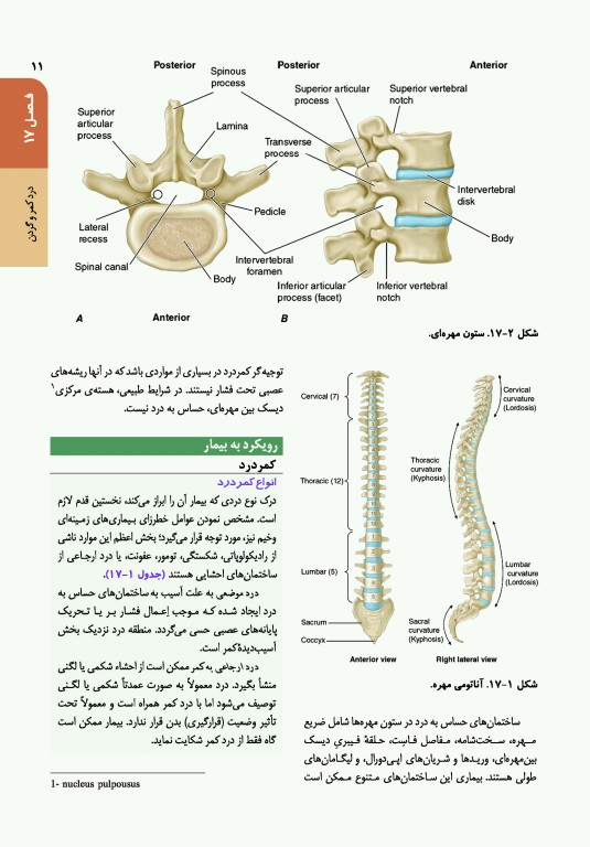 اصول طب داخلی هاریسون 2022 بیماری‌های روماتولوژی و دستگاه ایمنی