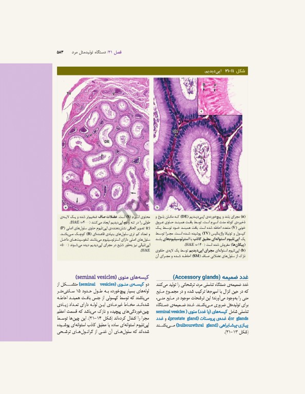بافت‌شناسی پایه جان‌ کوئیرا 2024