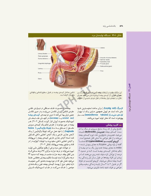 بافت‌شناسی پایه جان‌ کوئیرا 2024