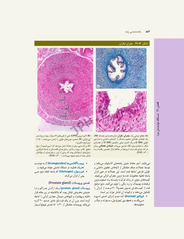 بافت‌شناسی پایه جان‌ کوئیرا 2024