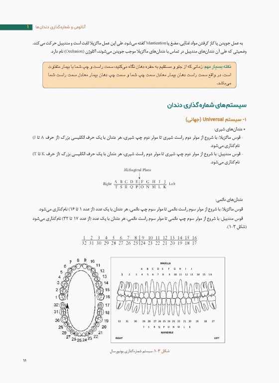 آناتومی و مورفولوژی دندان ها استنلی ج نلسون