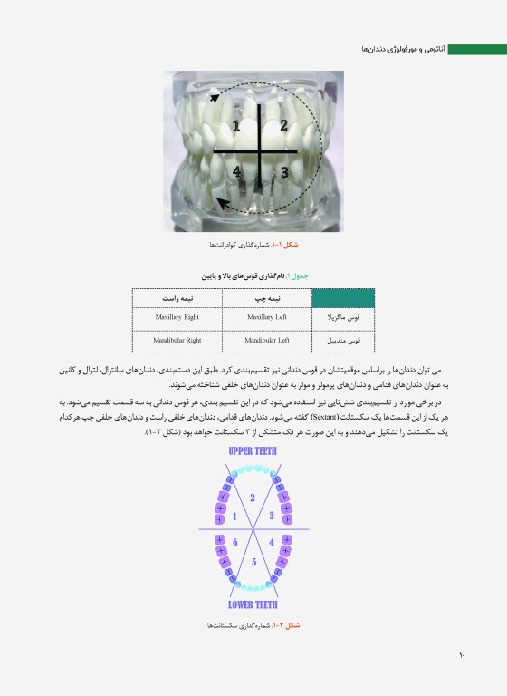آناتومی و مورفولوژی دندان ها استنلی ج نلسون