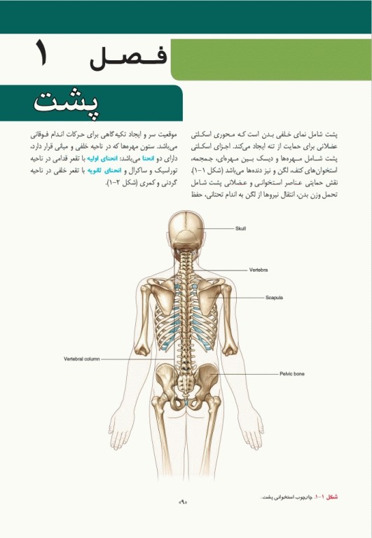 خلاصه QRS آناتومی گری برای دانشجویان 2024