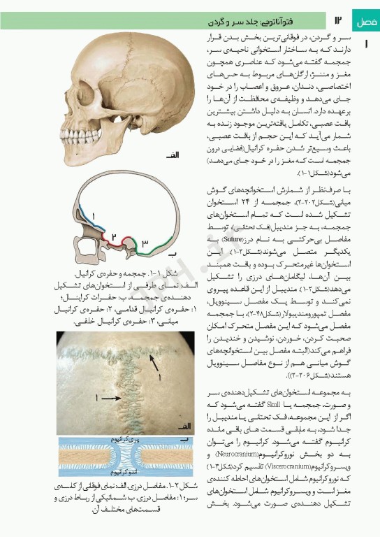 فتوآناتومی سر و گردن